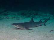NIngalooReef