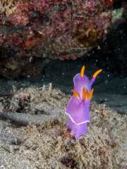 NIngalooReef