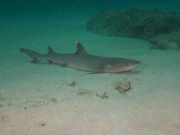 NIngalooReef