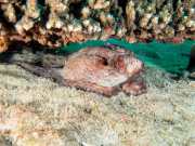 NIngalooReef