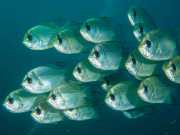 NIngalooReef