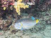 NIngalooReef