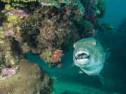 NIngalooReef