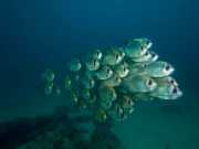 NIngalooReef