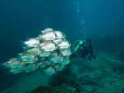 NIngalooReef