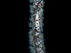 Nudiwall