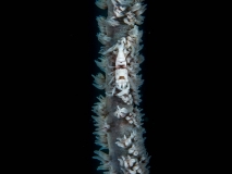 Nudiwall