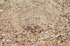 Camouflage-2