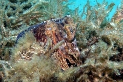 Camouflage-3