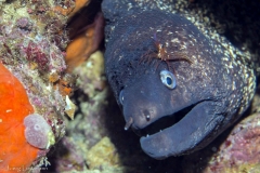 Elba