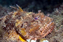 Elba