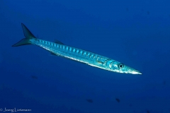 Elba