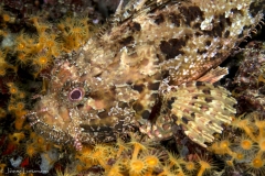 Elba