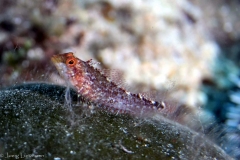 Elba