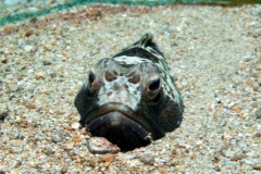Fishface-10