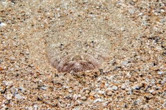 Fishface-11