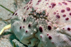 Fishface-14