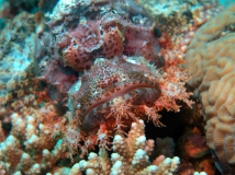 Fishface-4