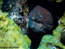 Fishface-9