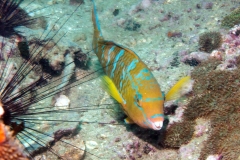 Sailrock
