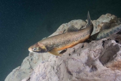 Freshwater-4