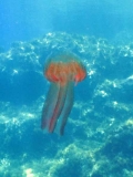 Jellyfish_1 (1)