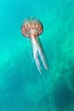 Jellyfish_2