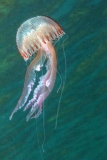 Jellyfish_3