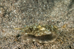 Lembeh