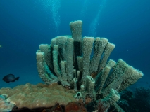Raja Ampat