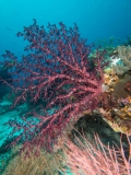Raja Ampat