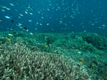Raja Ampat