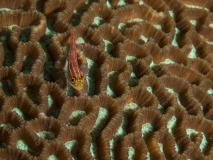 Raja Ampat