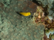Raja Ampat