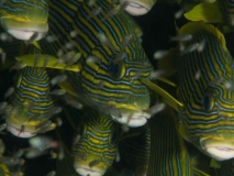 Raja Ampat
