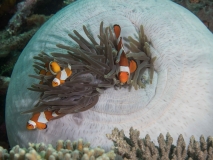 Raja Ampat