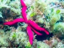 Red-5