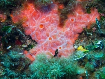 Red-6
