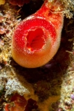 Red-8