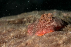 Nudibranch