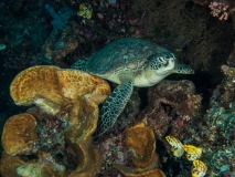 OLYMPUS DIGITAL CAMERA