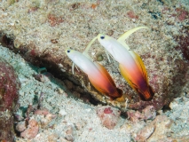 2018-01-06-RubiaUtara (14 von 43)