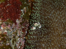 2018-01-06-RubiaUtara (16 von 43)