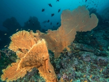 2018-01-07_BateeTokong (17 von 71)