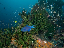 2018-01-07_BateeTokong (25 von 71)