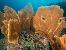 2018-01-07_BateeTokong (28 von 71)