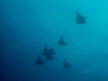 2018-01-07_BateeTokong (51 von 71)