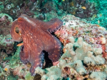 2018-01-07_BateeTokong (64 von 71)