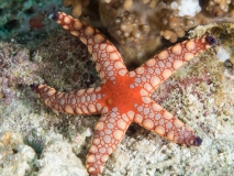 2018-01-08-PulauRubiaMiddle (35 von 91)