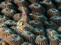 2018-01-10_SelakuCave (11 von 83)